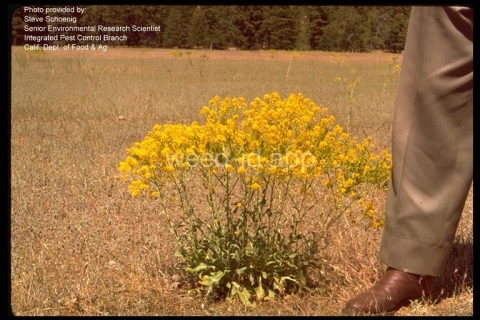woad, dyer's